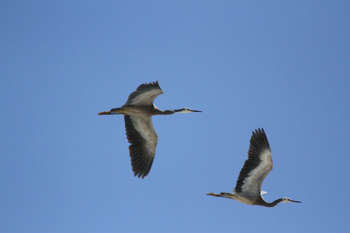 White-faced Heron - ML647664664