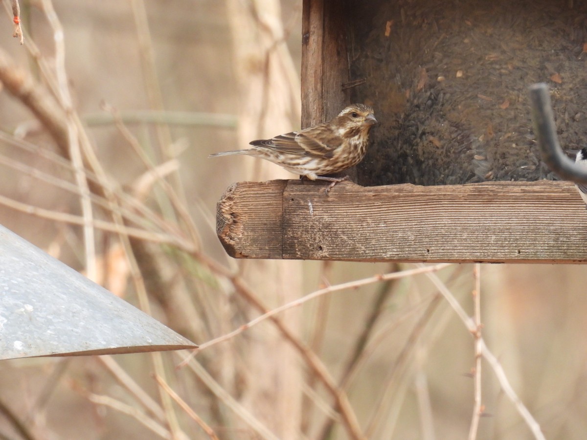 Purple Finch - ML647664667