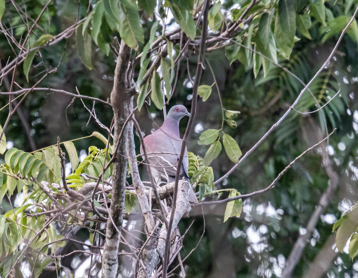Paloma Colorada - ML647664672