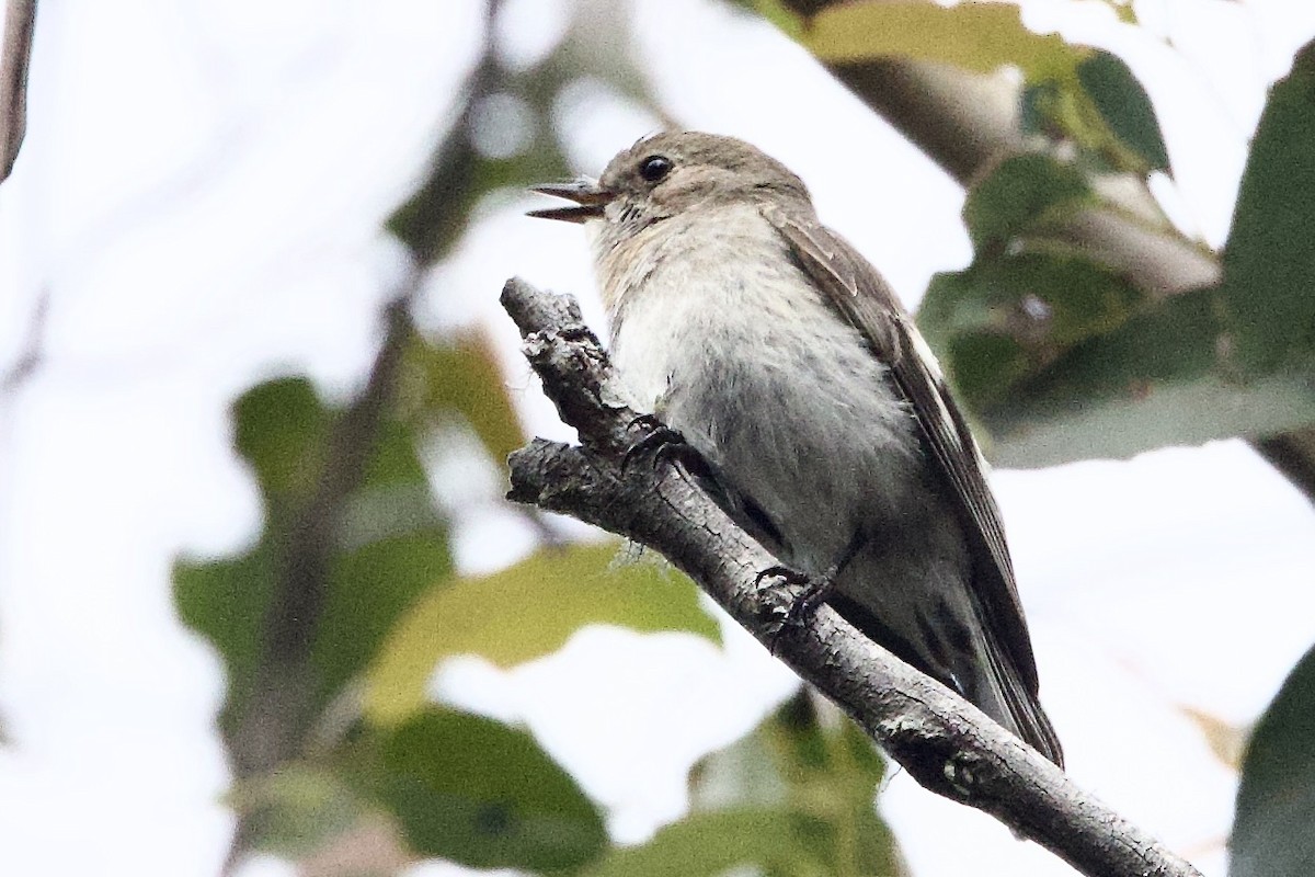 flammeflueskvett - ML647664673