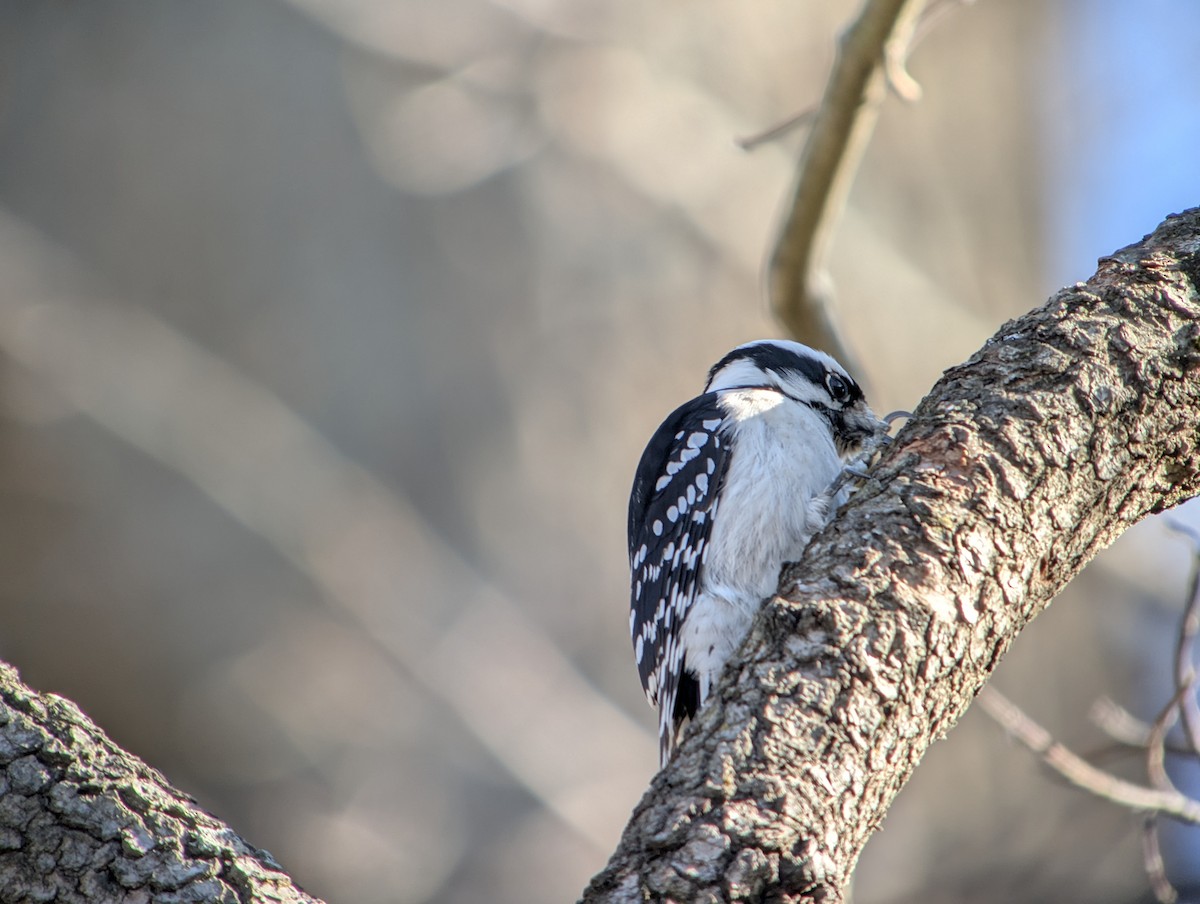 Downy Woodpecker - ML647664683
