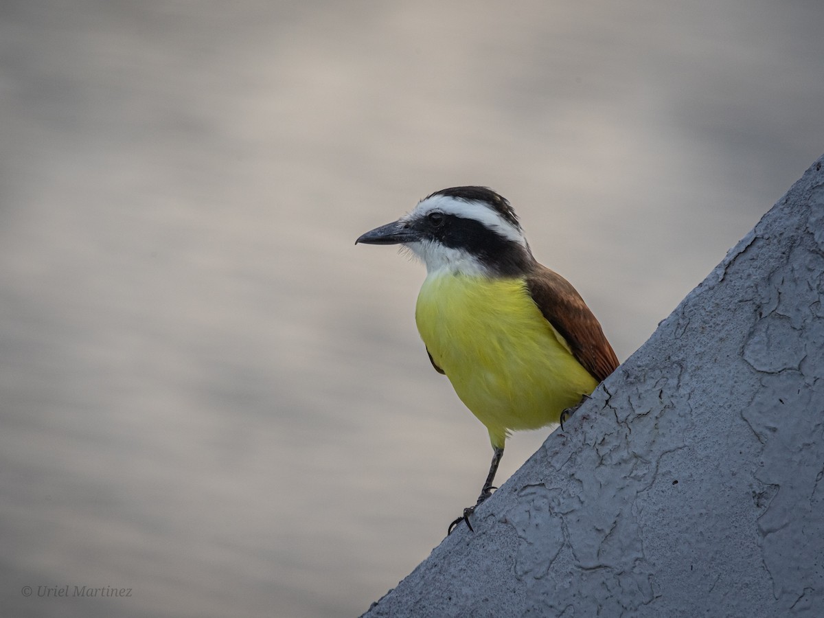 Great Kiskadee - ML647664706