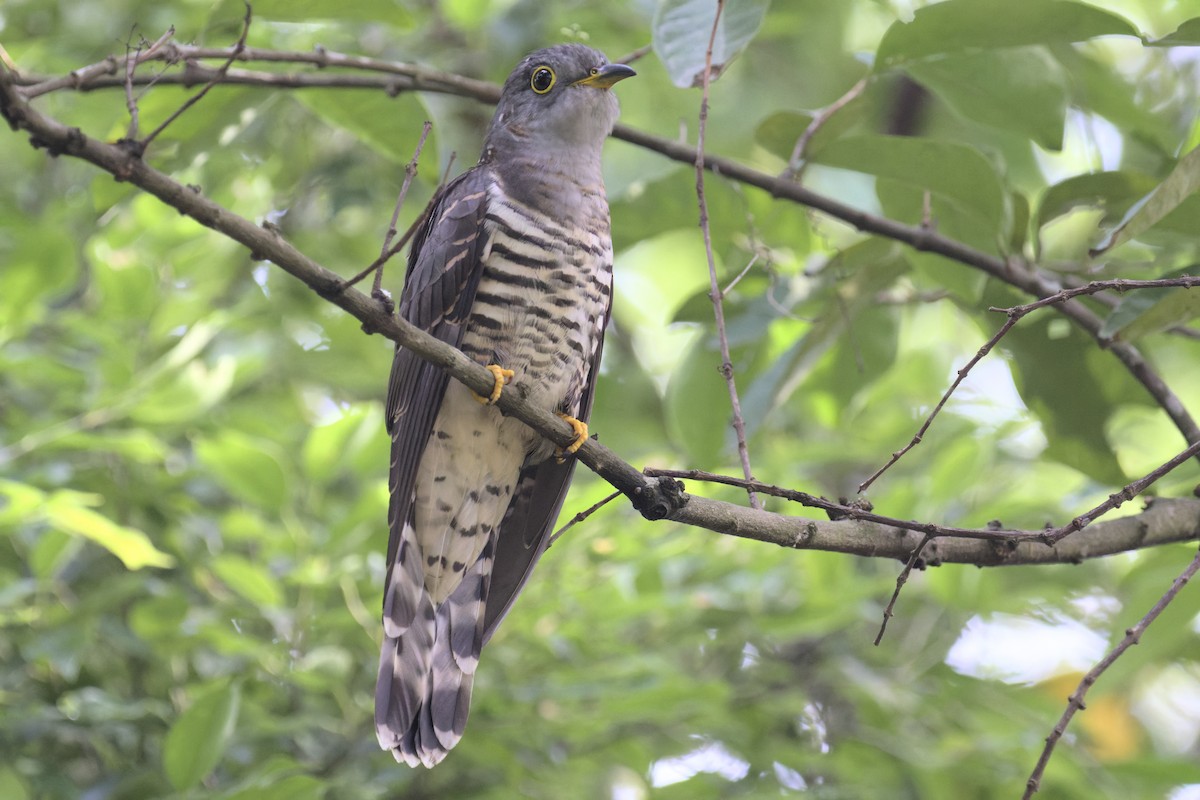 Indian Cuckoo - ML647664708