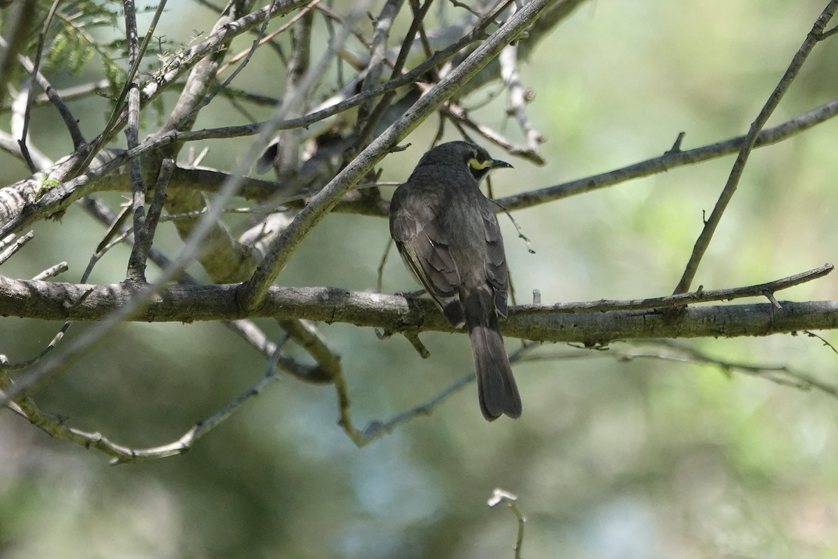 Sarı Yanaklı Balkuşu - ML647664737