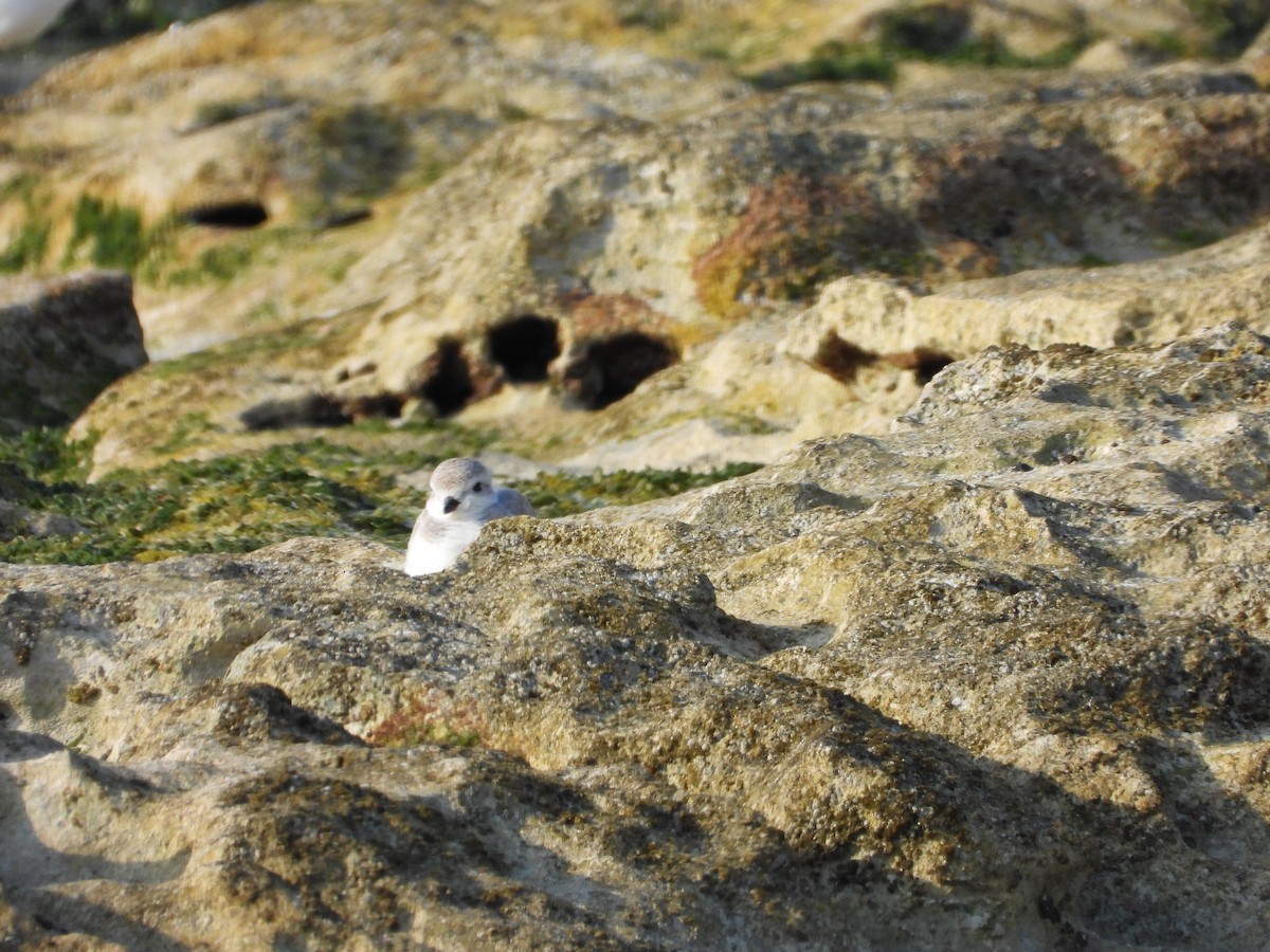 Islıkçı Cılıbıt - ML647664744