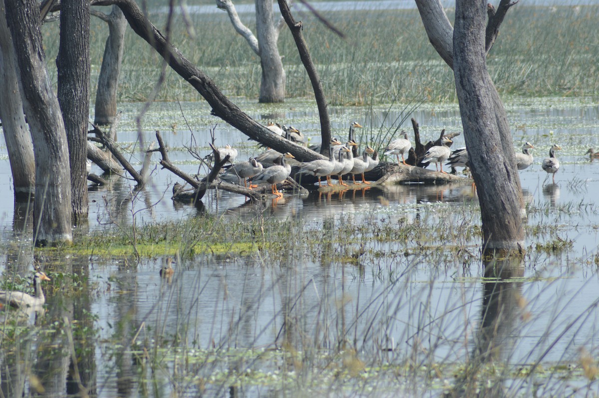 Oie à tête barrée - ML647664754