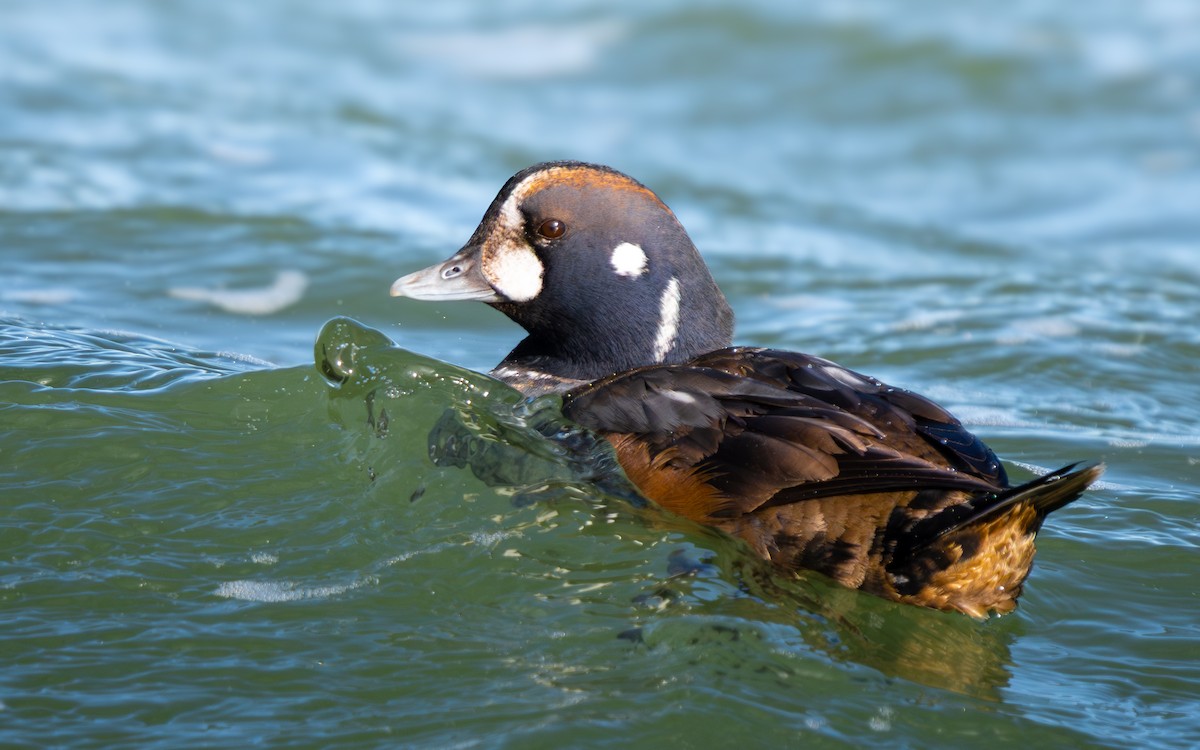 Palyaço Ördeği - ML647664756