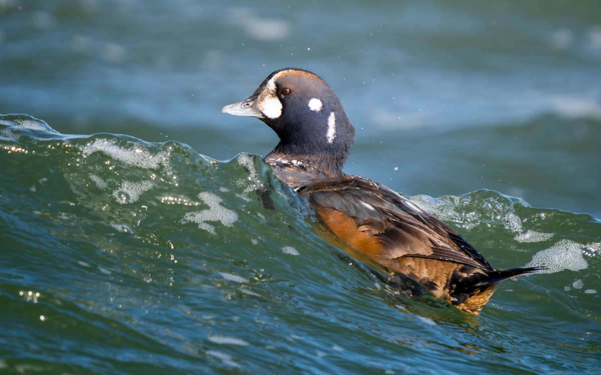 Palyaço Ördeği - ML647664757