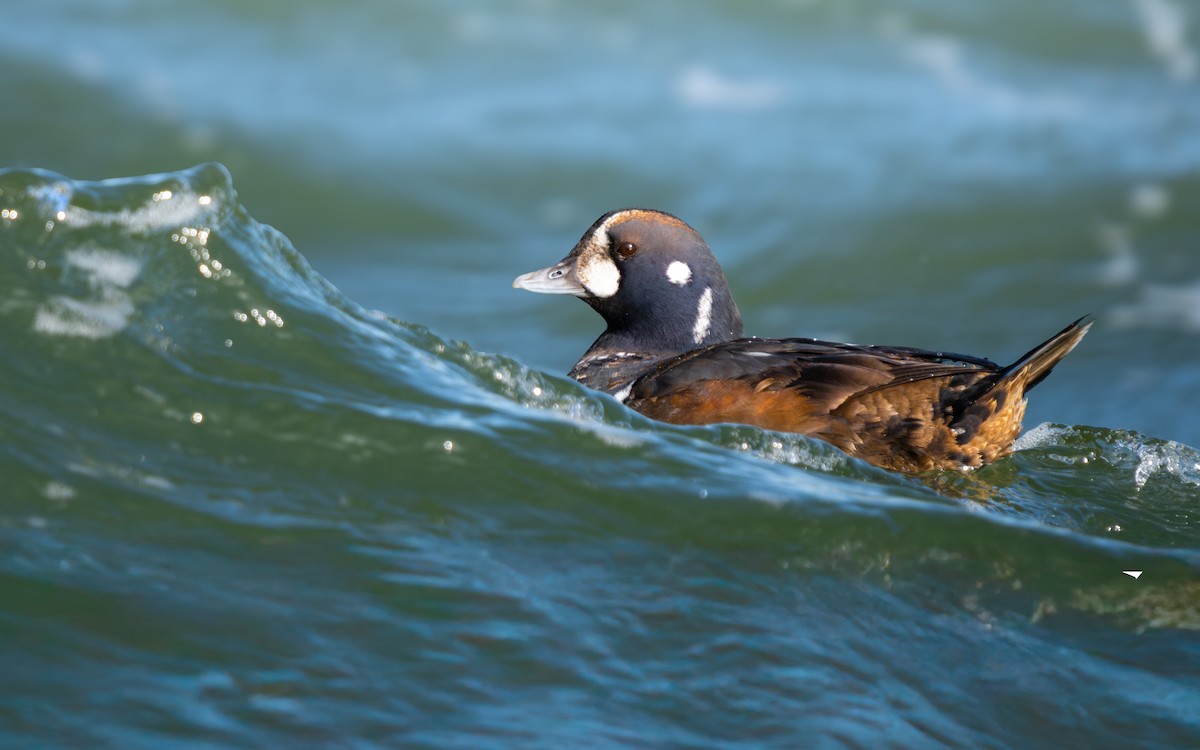 Palyaço Ördeği - ML647664758