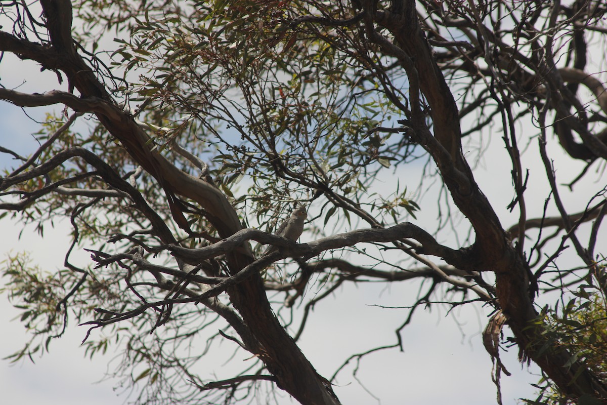 Cockatiel - ML647664764