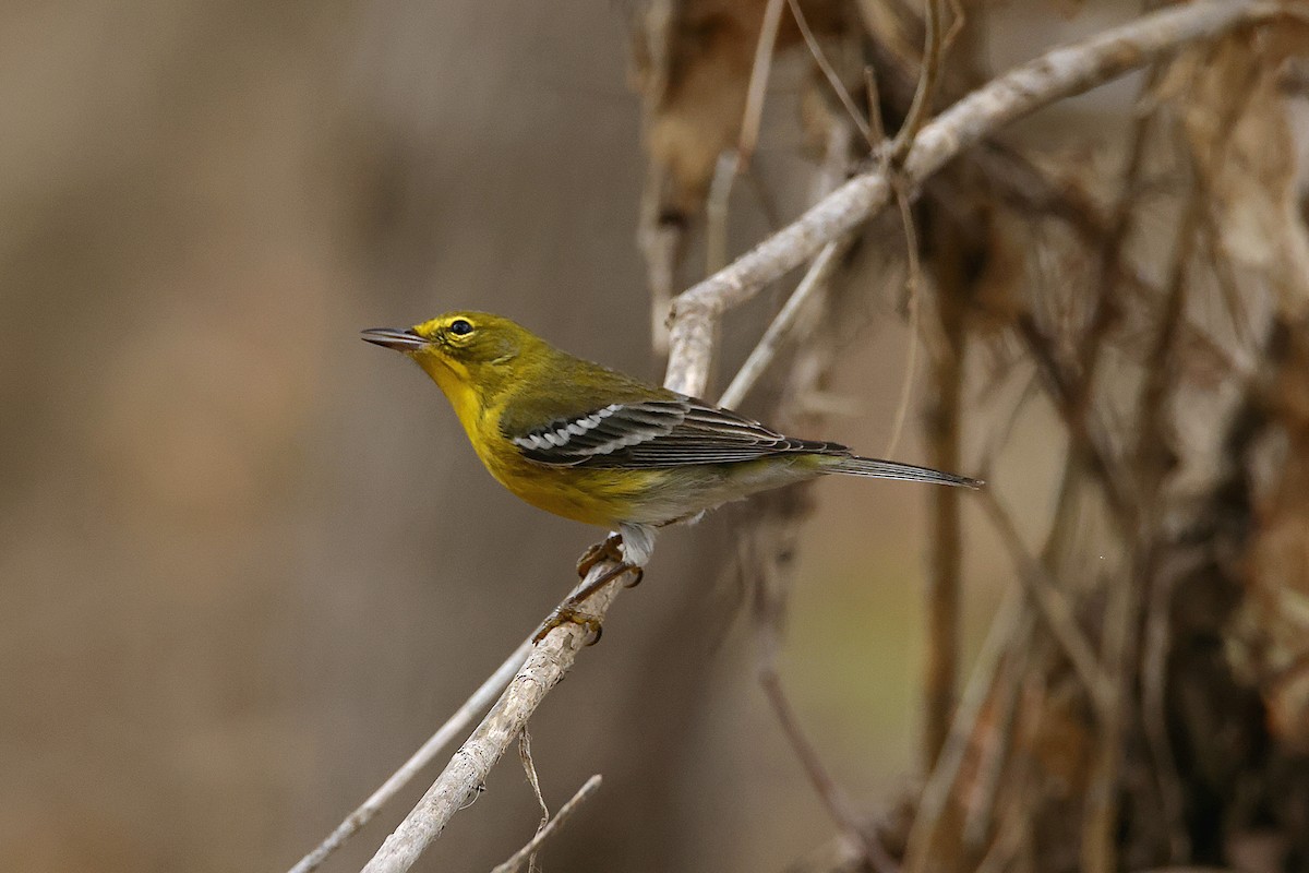 סבכון אורנים - ML647664775