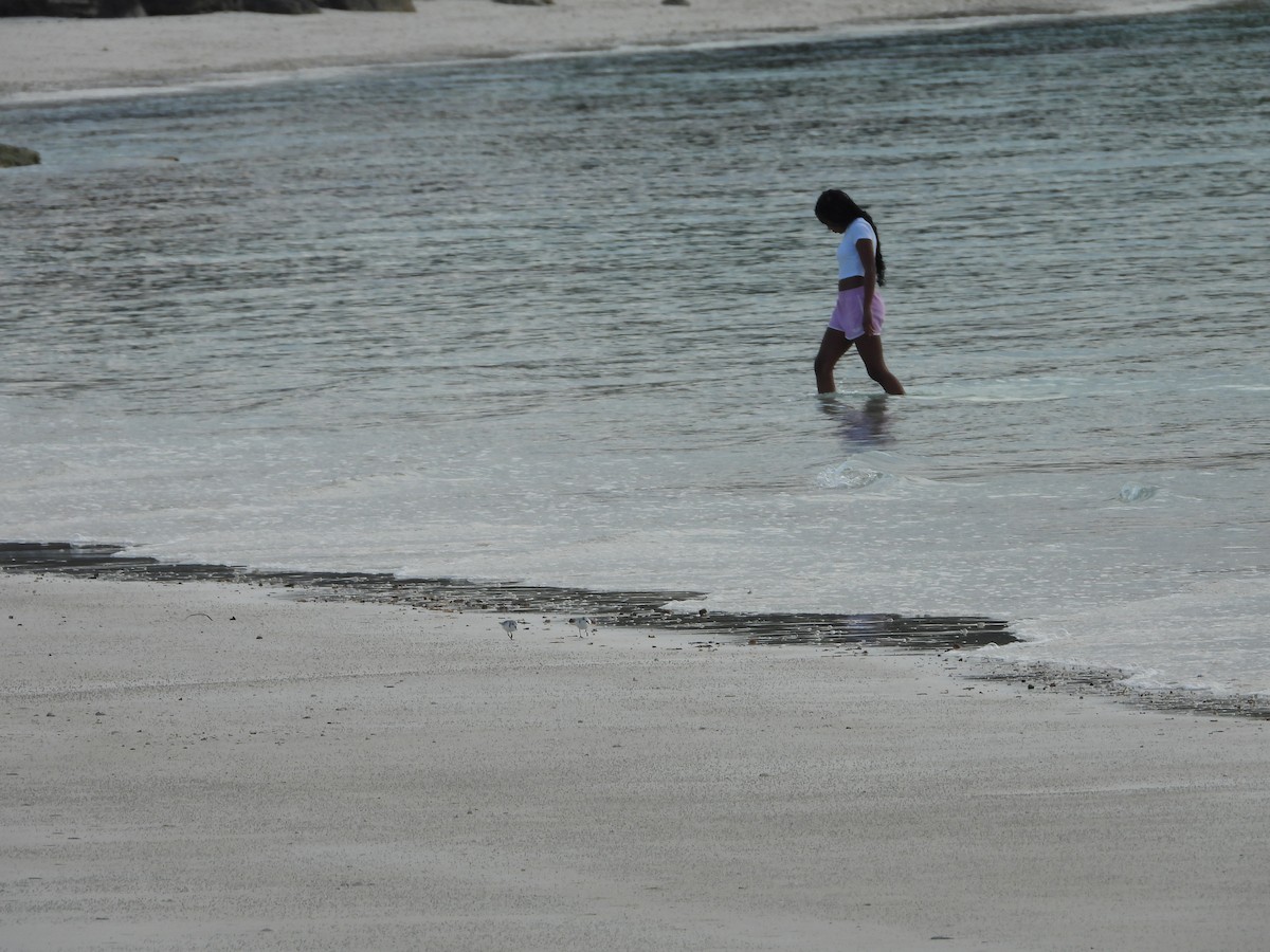 Txirri zuria - ML647664776