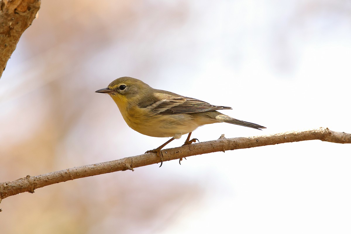 סבכון אורנים - ML647664788