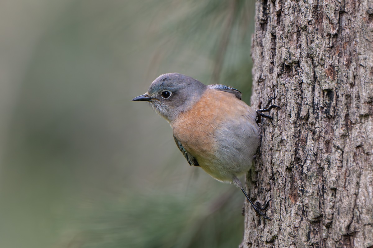 Western Bluebird - ML647664817