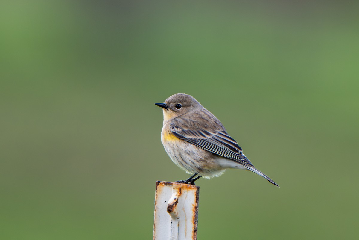 Yellow-rumped Warbler - ML647664819