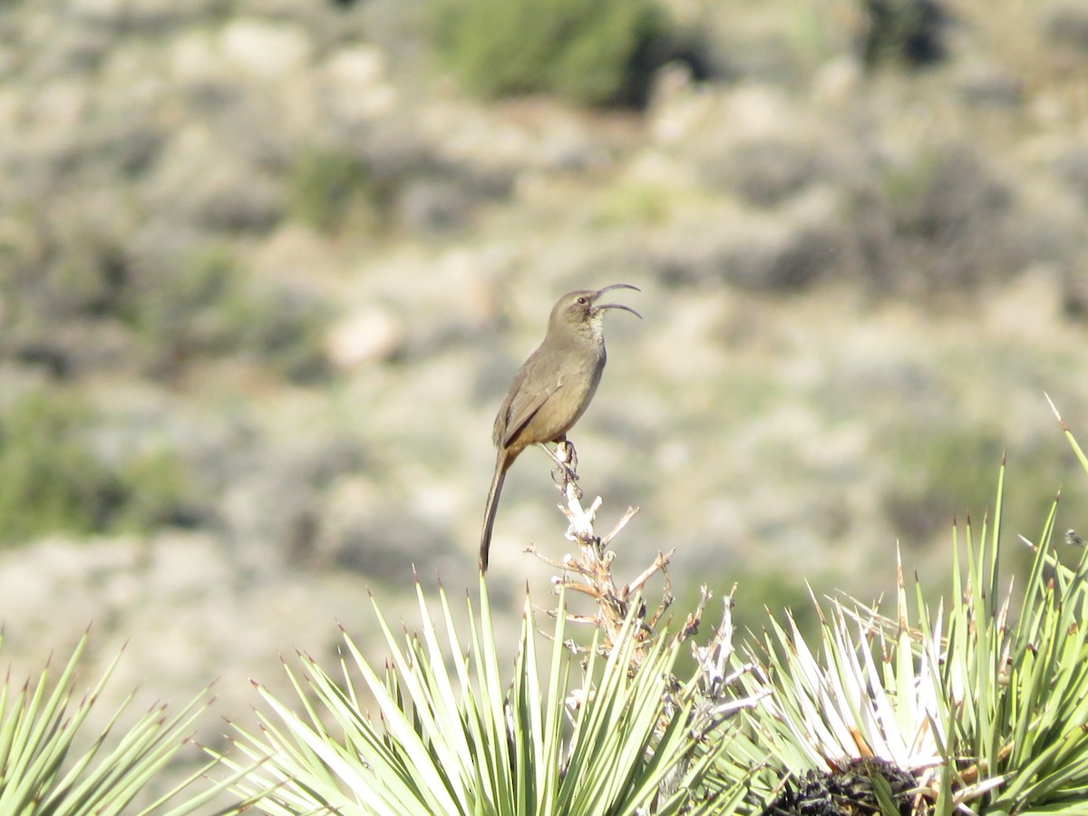 California Thrasher - ML647664820