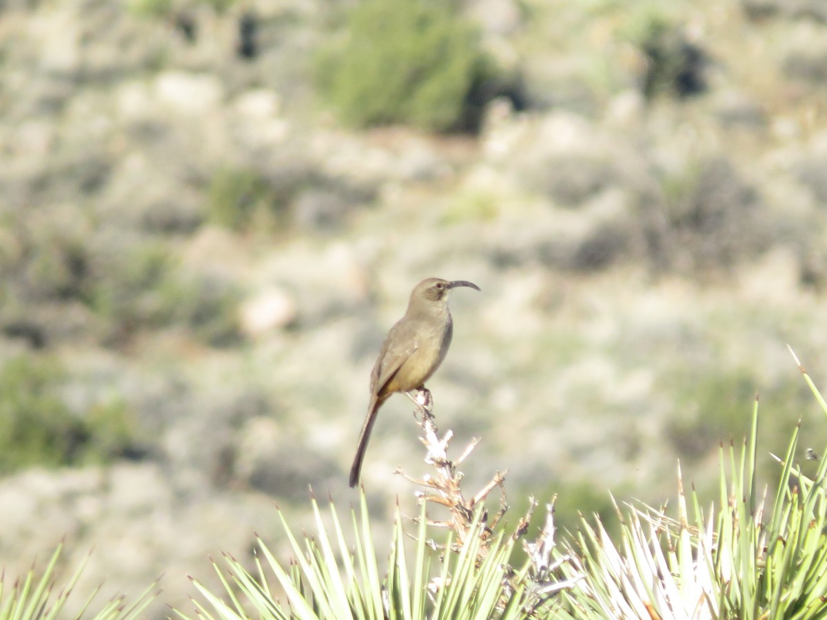 California Thrasher - ML647664821