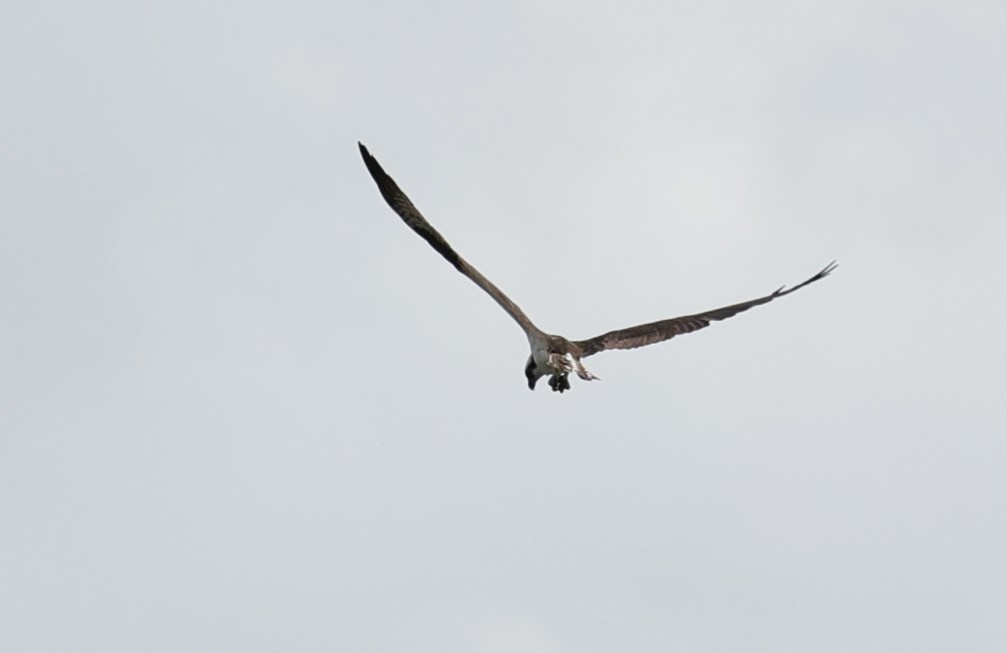 Osprey - ML647664823