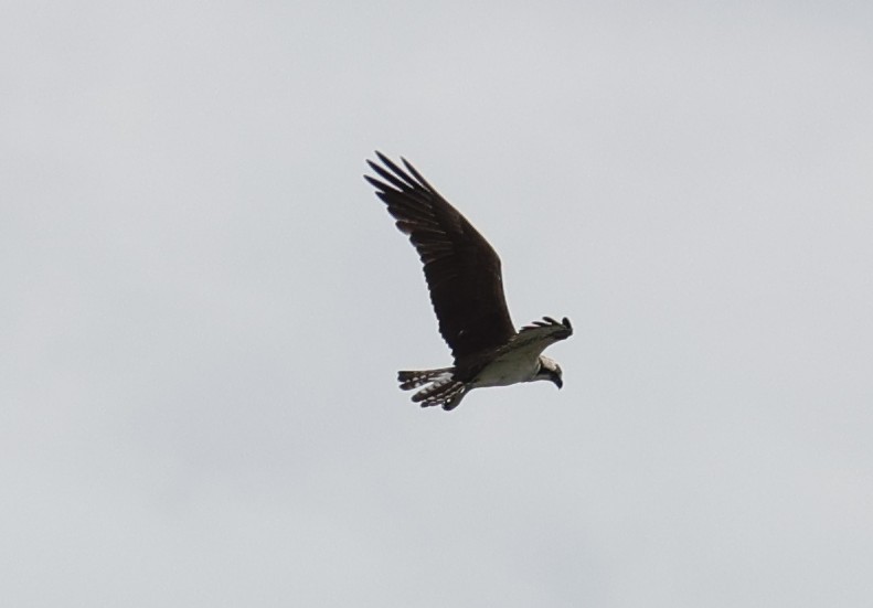 Osprey - ML647664825