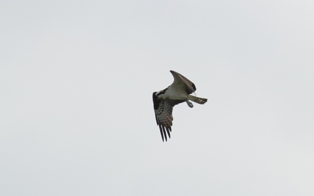 Osprey - ML647664830