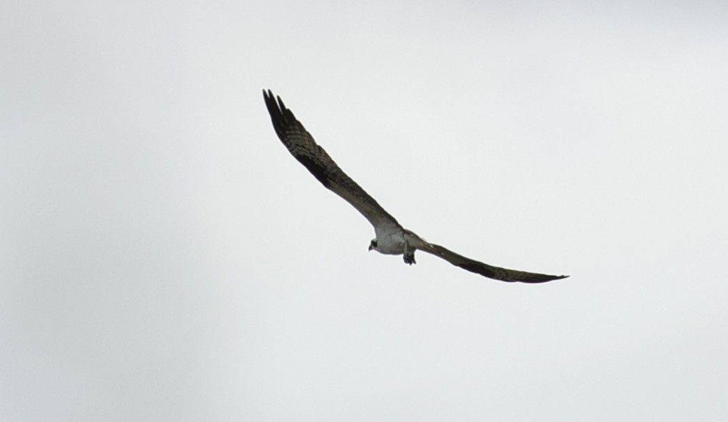 Osprey - ML647664832