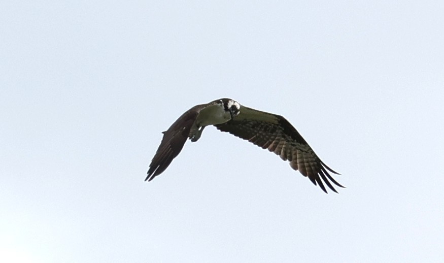 Osprey - ML647664834