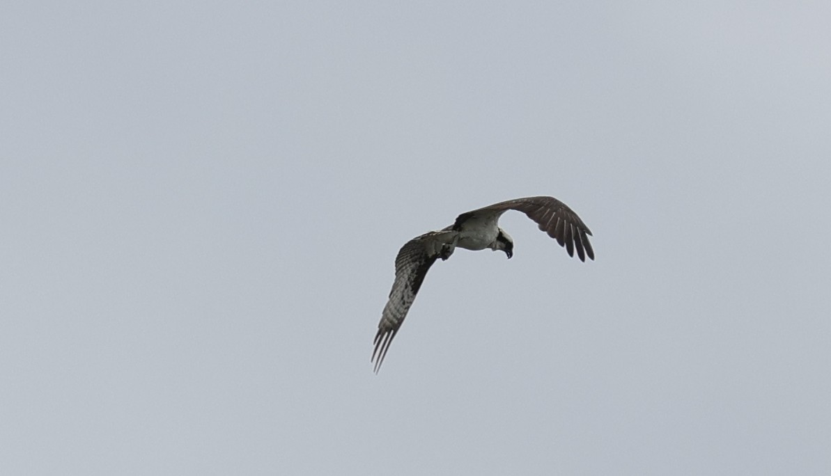 Osprey - ML647664837