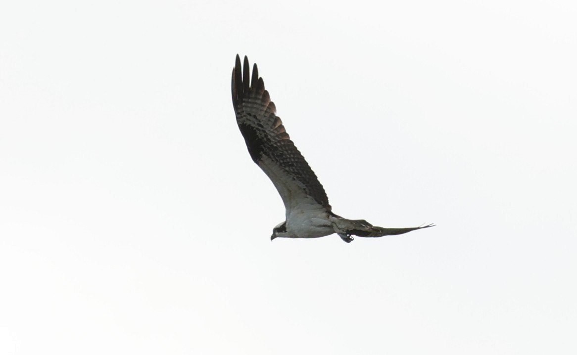 Osprey - ML647664838