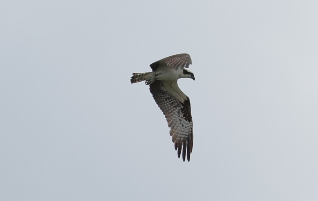 Osprey - ML647664839