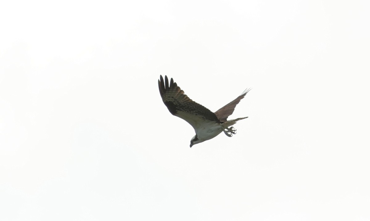 Osprey - ML647664842