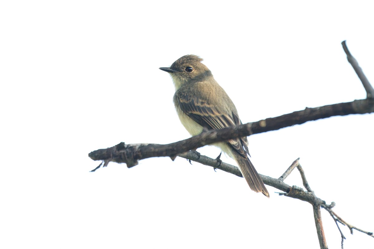 Eastern Phoebe - ML647664843