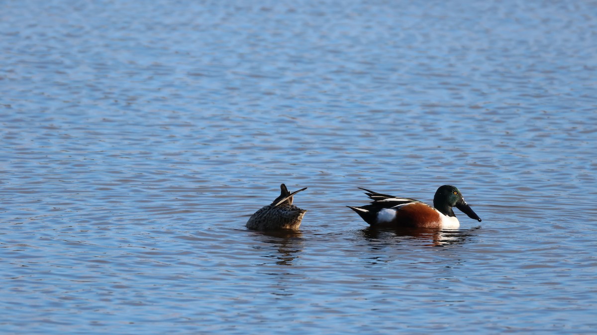 Northern Shoveler - ML647664844