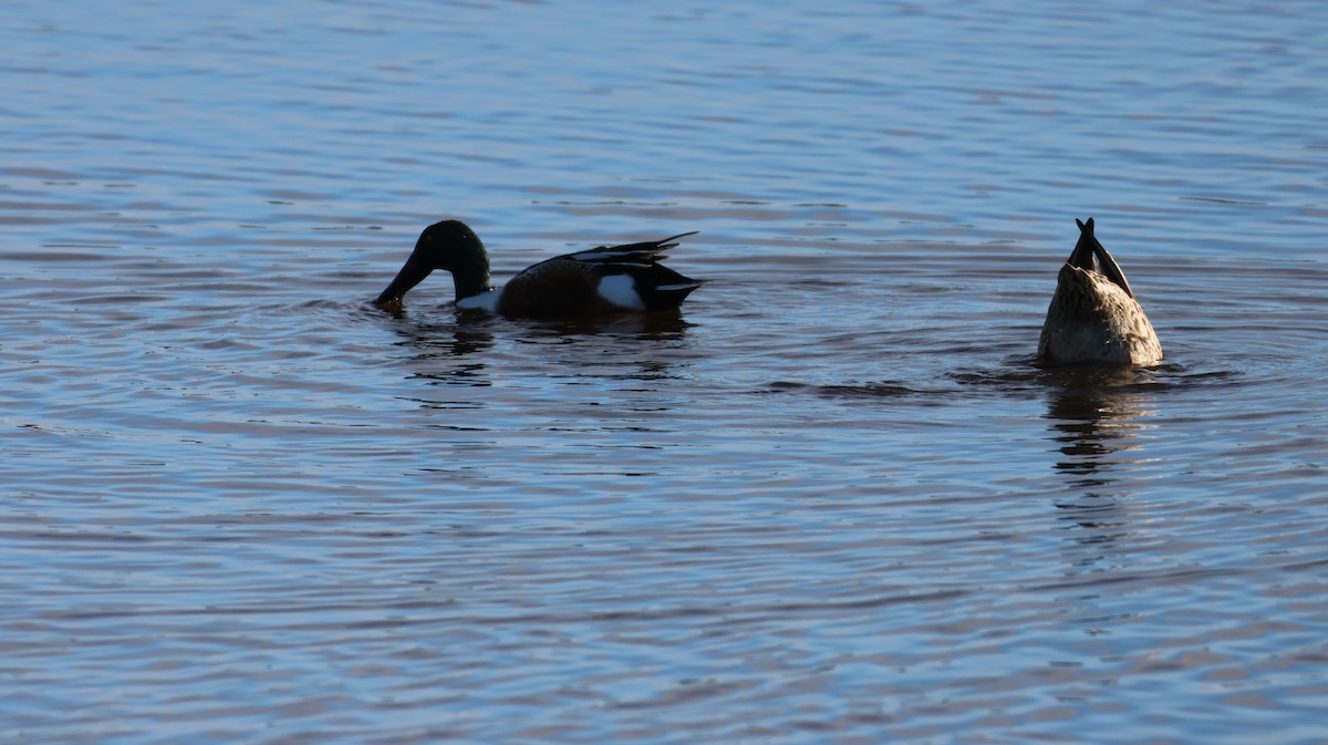 Northern Shoveler - ML647664846