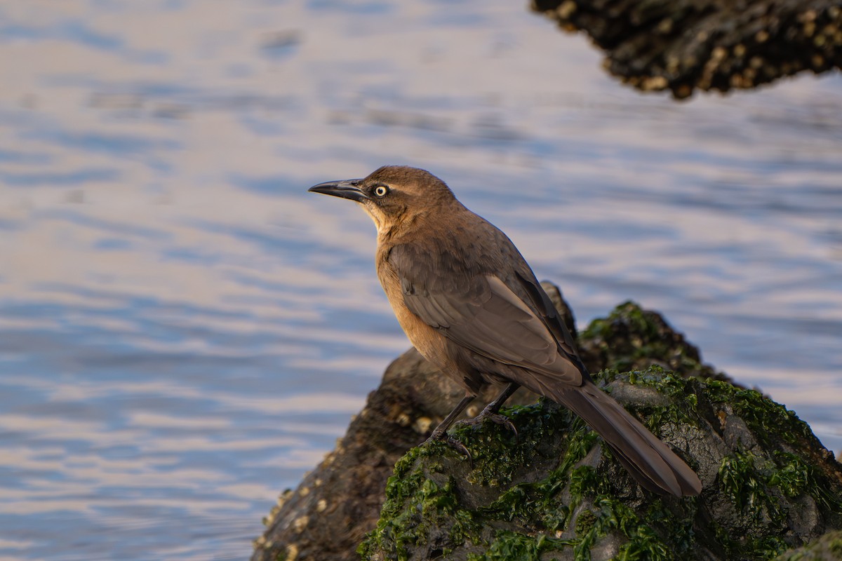 Great-tailed Grackle - ML647664851