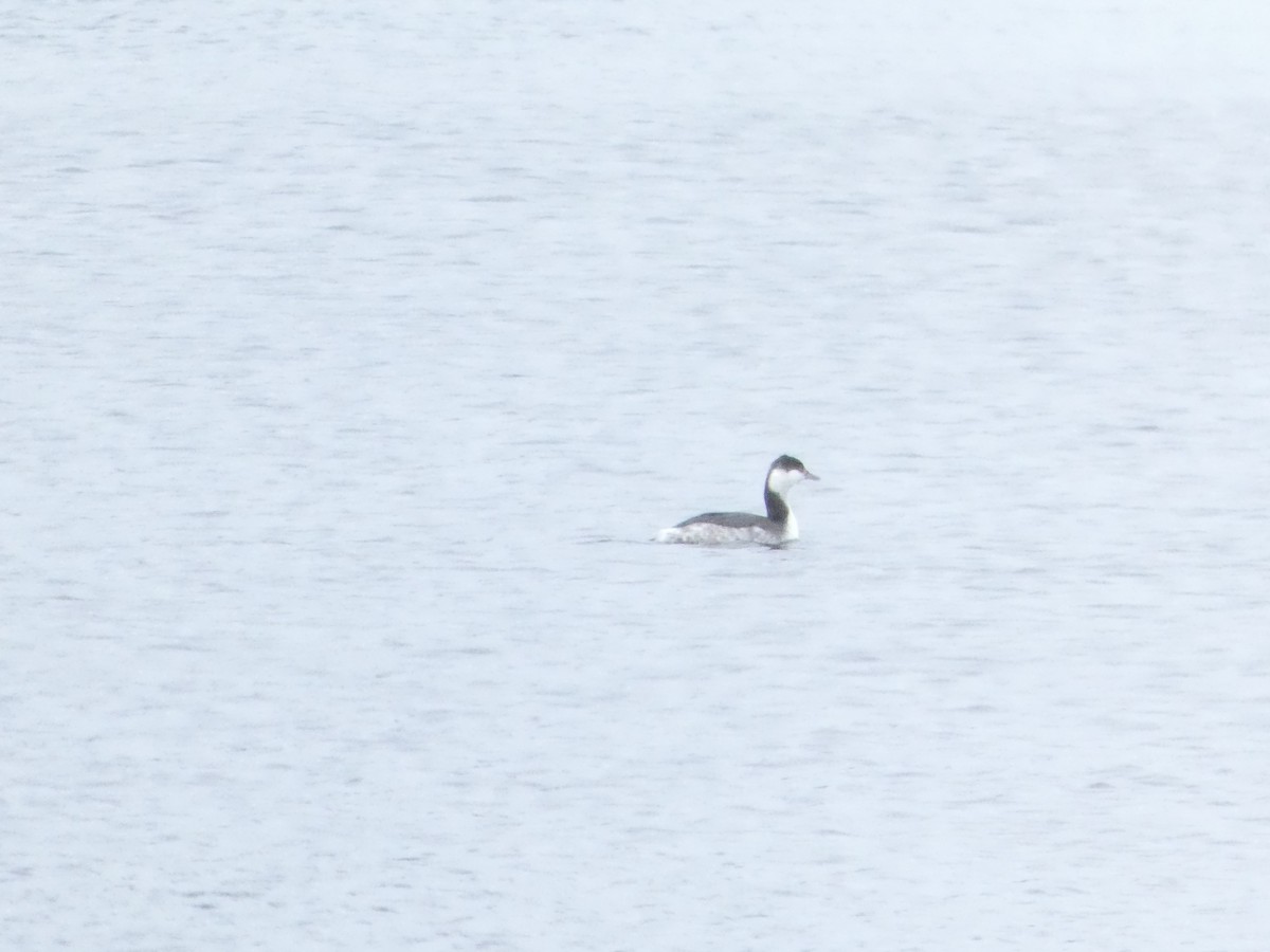 Красношейная поганка - ML647664855