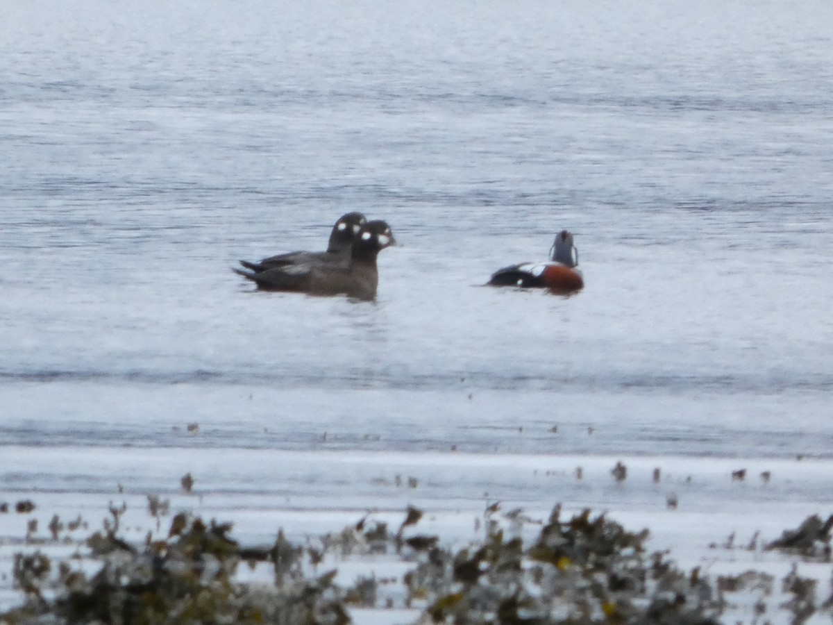 Palyaço Ördeği - ML647664858