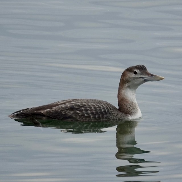 白嘴潛鳥 - ML647664859