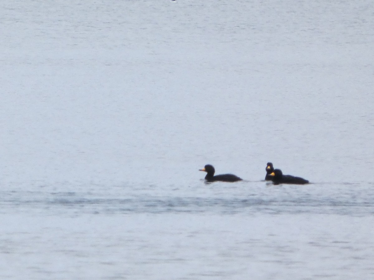 Black Scoter - ML647664867