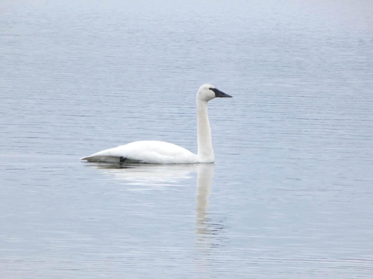 Trumpeter Swan - ML647664903
