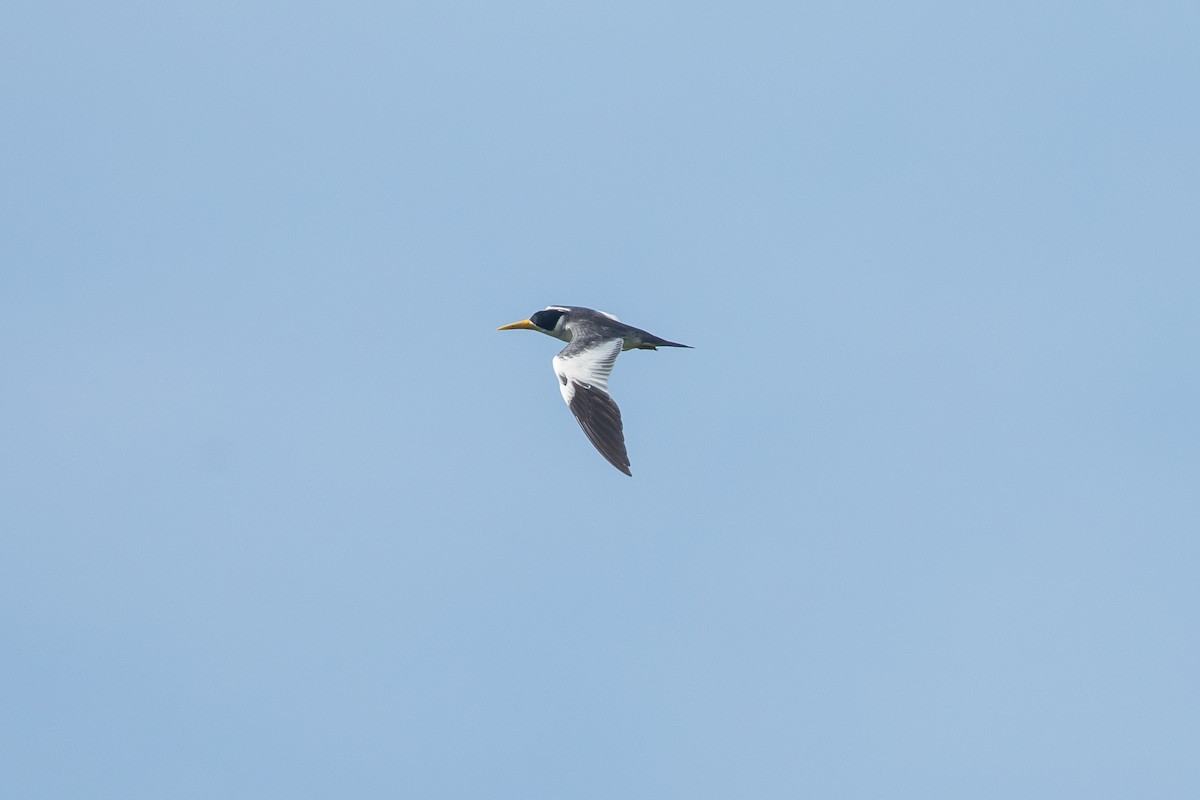 Large-billed Tern - ML647664909