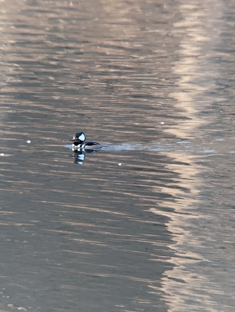 Hooded Merganser - ML647664911