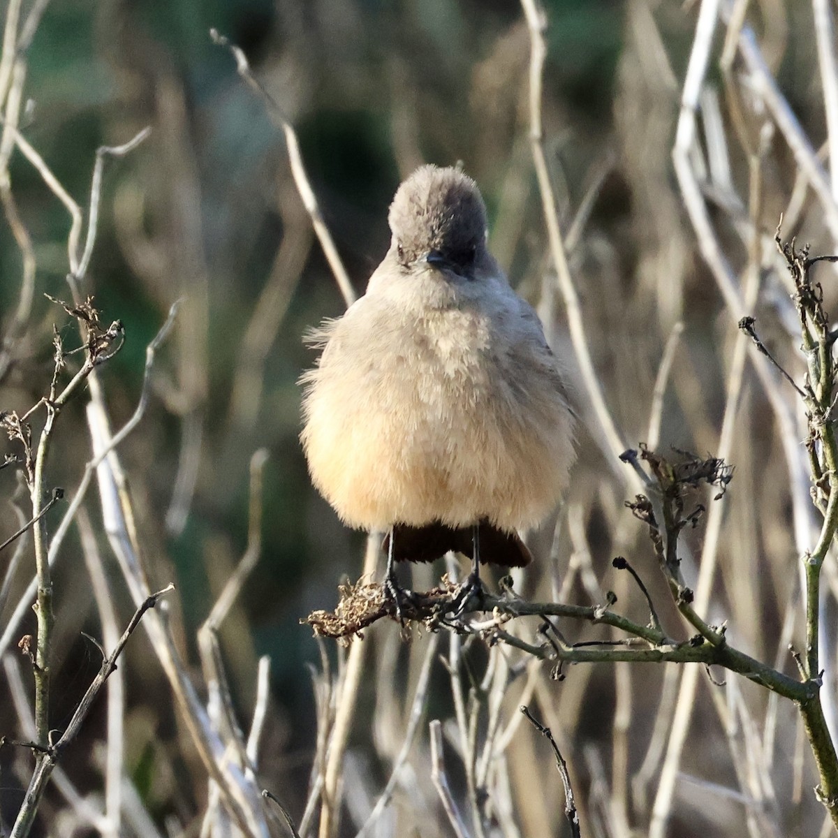 Say's Phoebe - ML647664913