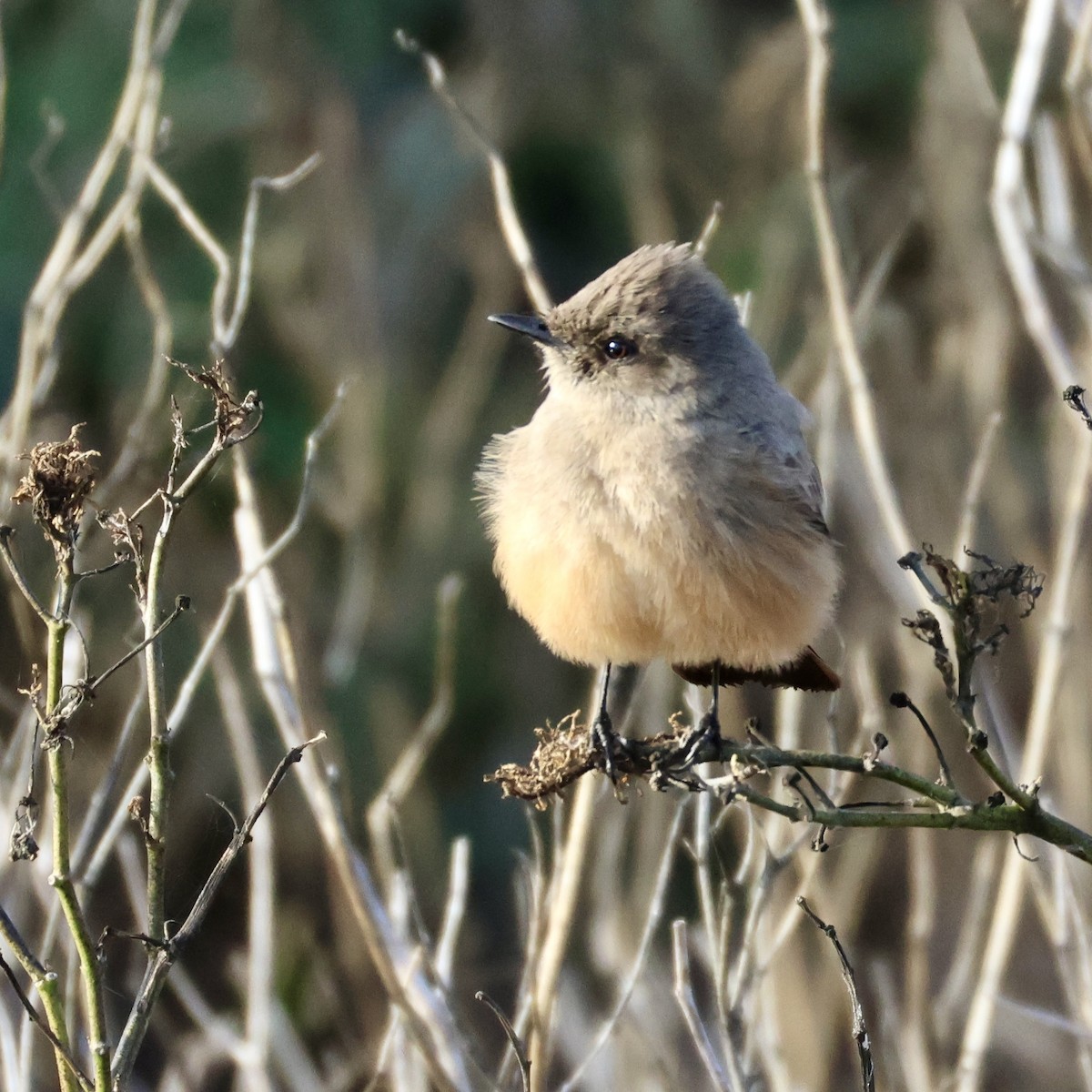 Say's Phoebe - ML647664914