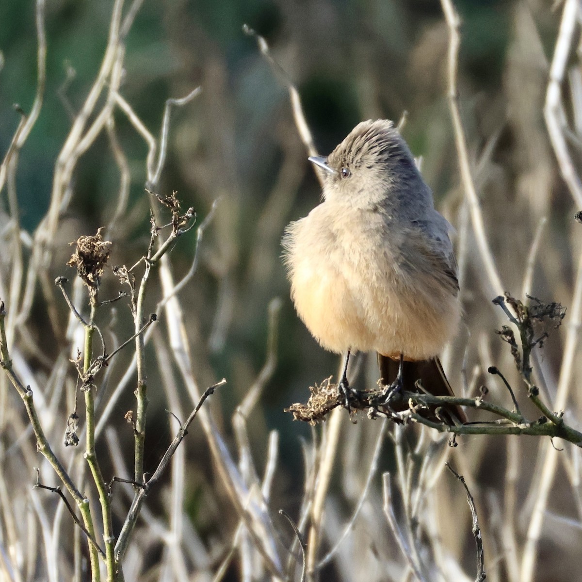 Say's Phoebe - ML647664915