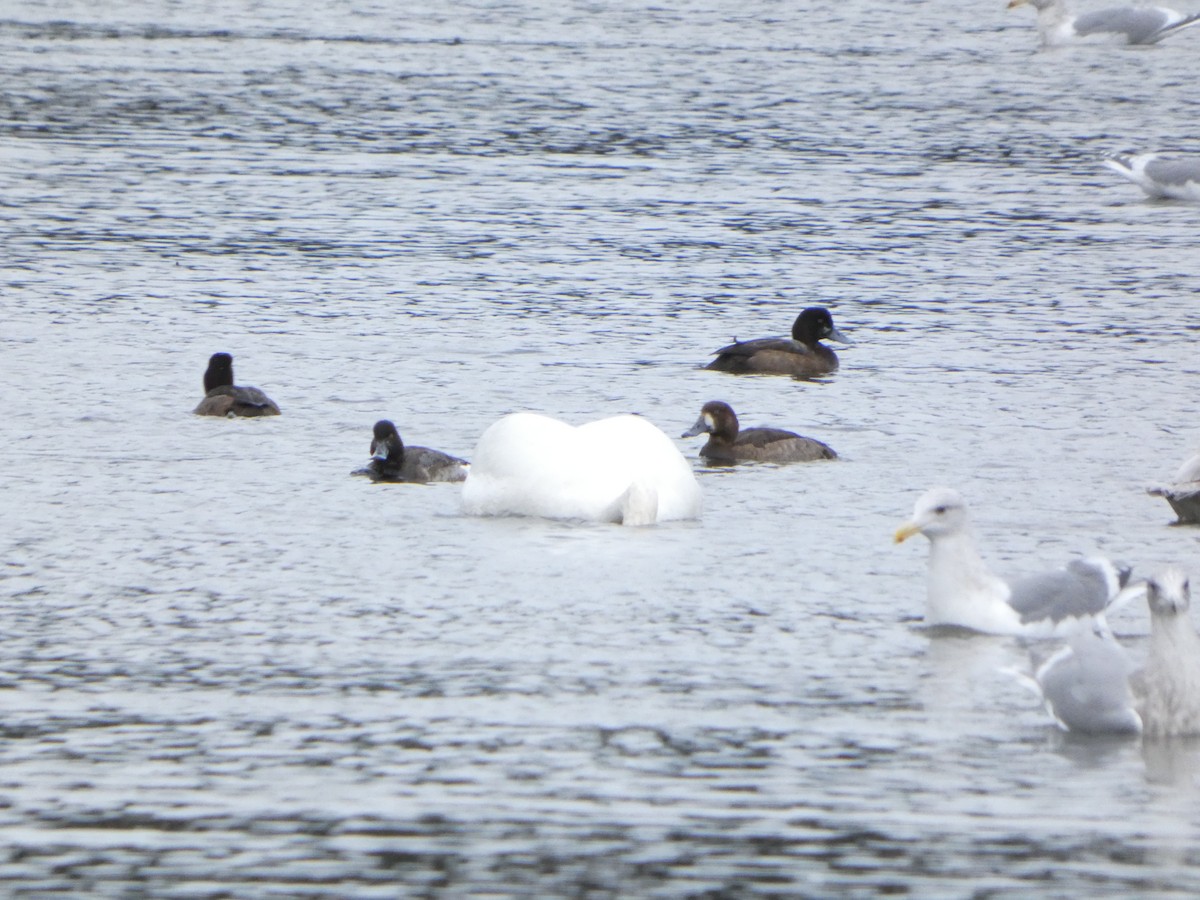 Greater Scaup - ML647664916