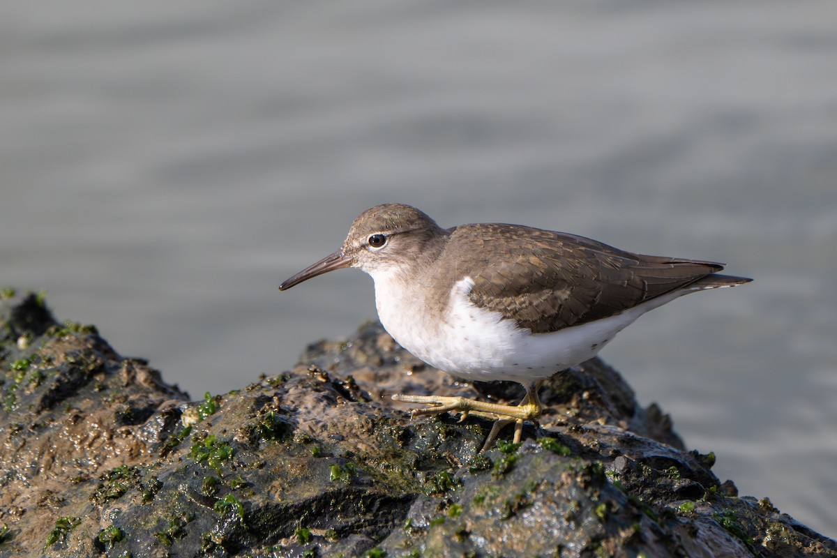 Spotted Sandpiper - ML647664924