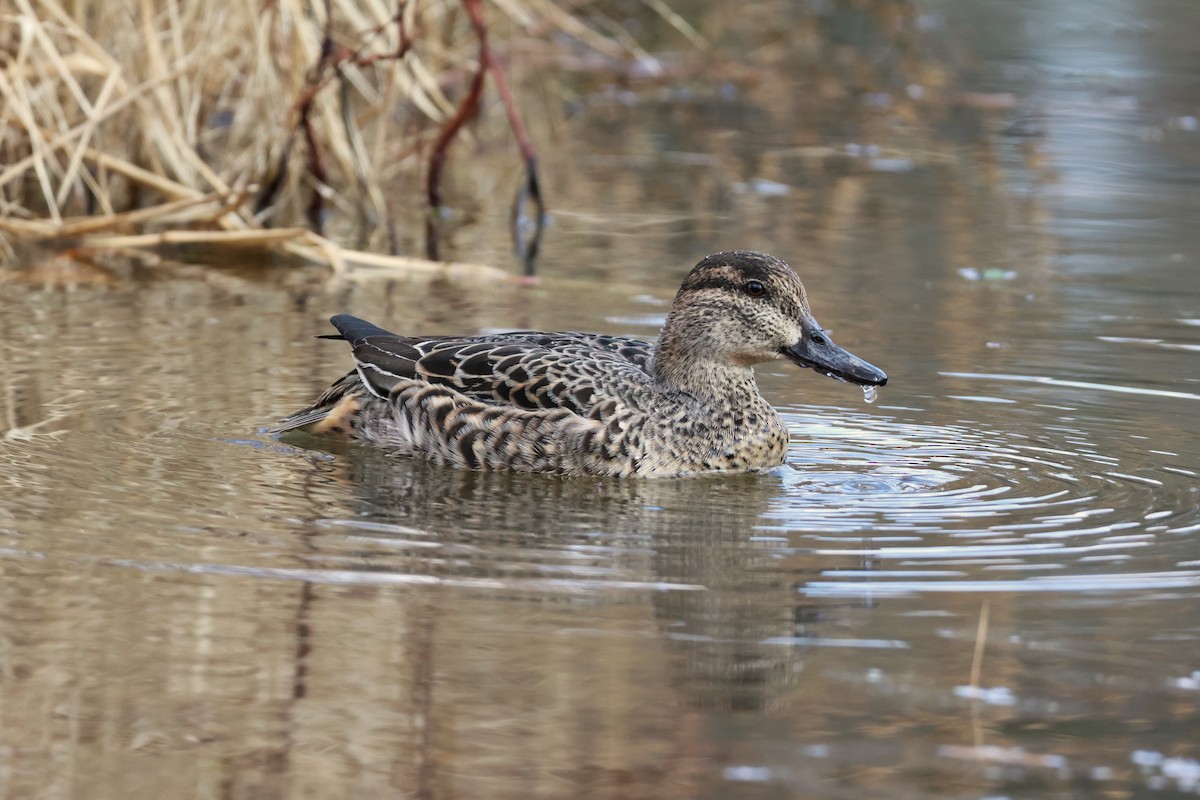 Mallard - ML647664925