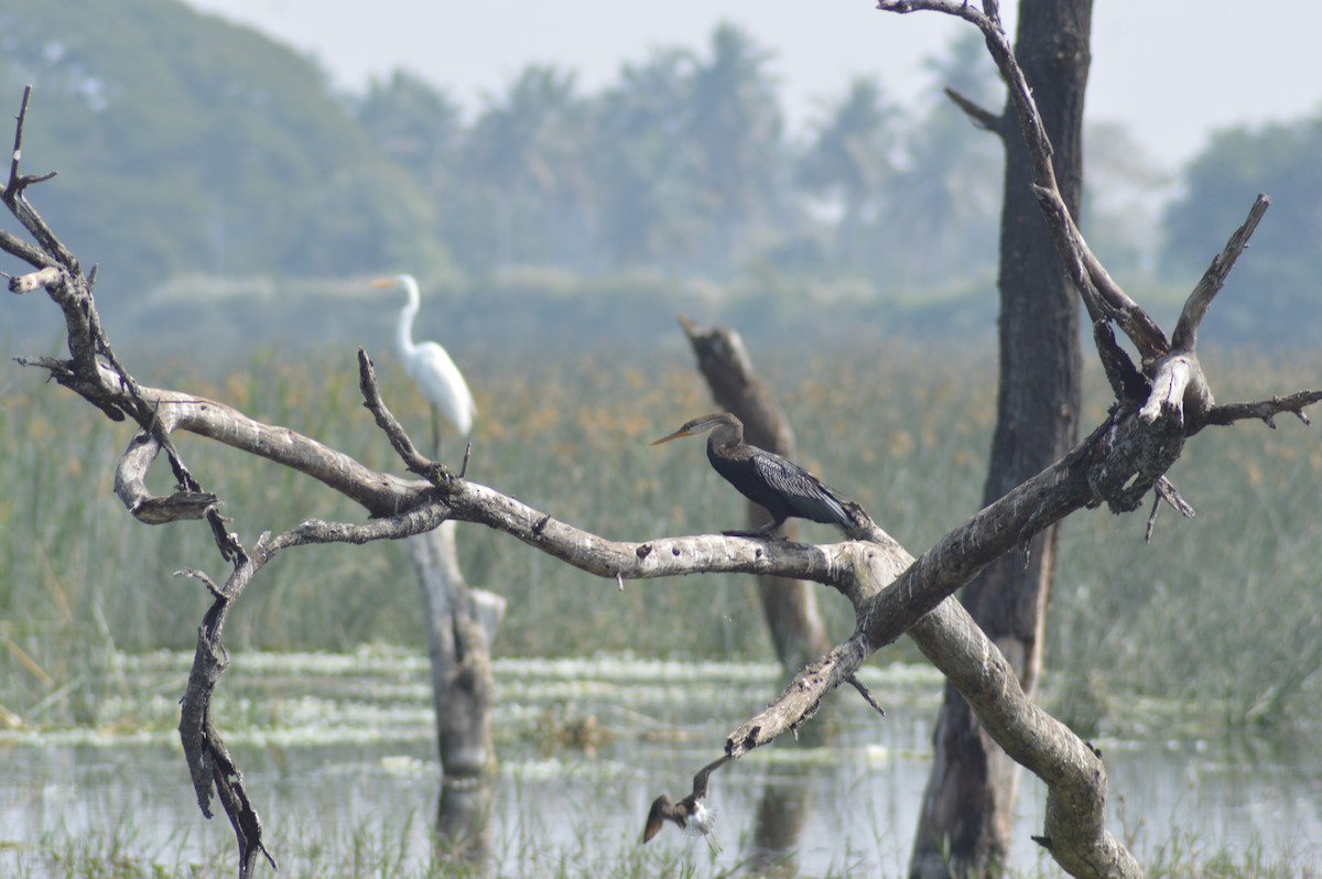 Oriental Darter - ML647664926