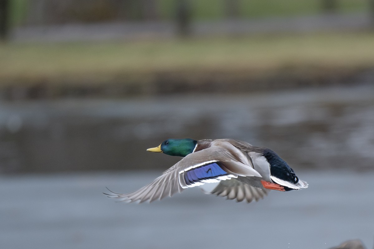 Mallard - ML647664927