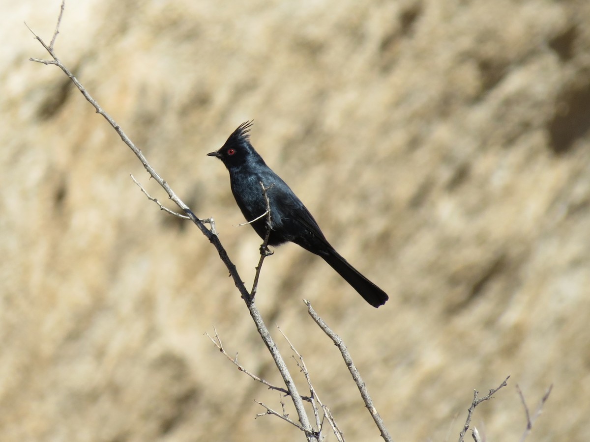 Phainopepla - ML647664928